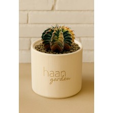 Haangarden Gymnocalycium Variegata Kaktüs