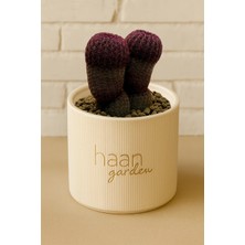 Haangarden Echinocereus Rigidissimus