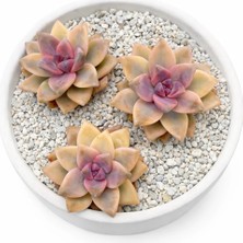 Haangarden Graptoveria Victor Kane Variegata