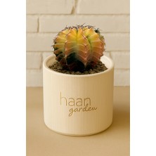 Haangarden Gymnocalycium Variegata Kaktüs