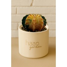 Haangarden Gymnocalycium Variegata Kaktüs