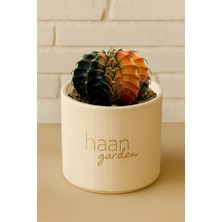 Haangarden Gymnocalycium Variegata Kaktüs