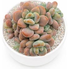 Haangarden Pachyveria Miul