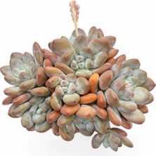 Haangarden Pachyveria Elaine Reinelt