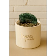 Haangarden Strombo Cactus Cristad