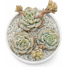 Haangarden Sedeveria Pudgye Veriagata