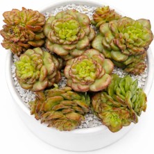 Haangarden Sedeveria Rolly