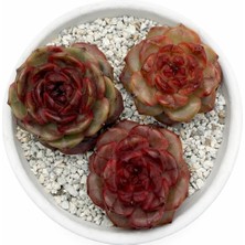 Haangarden Echeveria Blood Romance