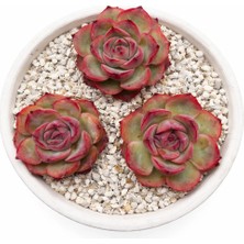 Haangarden Echeveria Blueberry