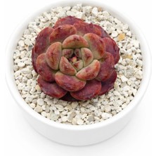 Haangarden Echeveria Michelin ( Kore )