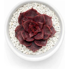 Haangarden Echeveria Ssp.