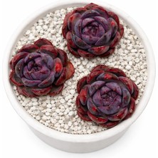 Haangarden Echeveria Yangmei