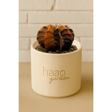 Haangarden Gymnocalycium Variegata Kaktüs