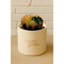 Haangarden Gymnocalycium Variegata Kaktüs