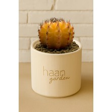 Haangarden Gymnocalycium Variegata Kaktüs