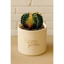 Haangarden Gymnocalycium Variegata Kaktüs
