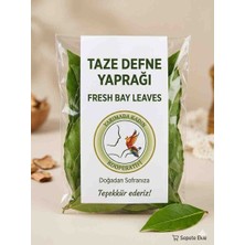Taze Defne Yaprağı - Katkısız, Doğal Aromatik Yemeklik Defne Yaprağı