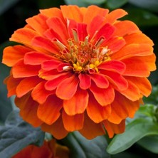 megcito Zinnia Elit Seri Turuncu Renk - Saksılık 5 Tohum