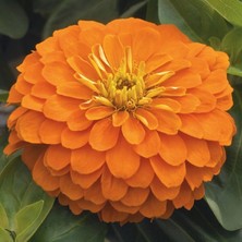 megcito Zinnia Bodur Seri Turuncu Renk - Saksılık 5 Tohum
