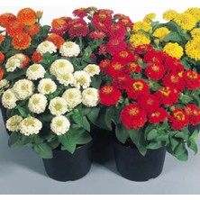 megcito Zinnia Elit Seri Karışık Renk - Saksılık 5 Tohum