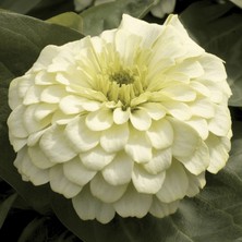 megcito Zinnia Bodur Seri Beyaz Renk - Saksılık 5 Tohum