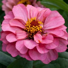 megcito Zinnia Elit Seri Pembe Renk - Saksılık 5 Tohum