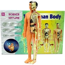 Sinerjim The Human Body İnsan Vücudu 3D Eğitim Seti 3302