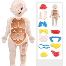 Jocco Insan Anatomisi 20 cm Poşetli