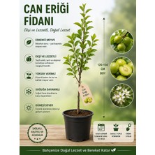 Can Eriği Fidanı