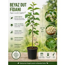 Beyaz Dut Fidanı