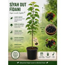 Mera Çiçekçilik Siyah Dut Fidanı