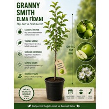 Mera Çiçekçilik Granny Smith Elma Fidanı