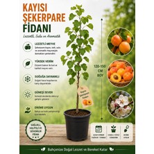Mera Çiçekçilik Kayısı Şekerpare Fidanı
