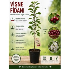 Mera Çiçekçilik Vişne Fidanı