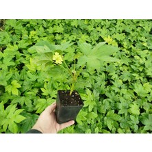 Tunç Botanik JAPON ÇINARI ARALYA FİDANI 5 ADET - Aralia Japonica Fatsia