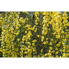 Tunç Botanik SARI YASEMİN FİDANI 2 ADET - ÇİÇEKLİ SARILICI BİTKİ (Jasminum Nud