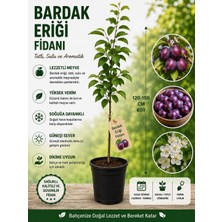 Mera Çiçekçilik Bardak Eriği Fidanı
