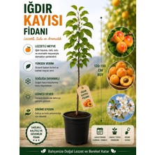 Mera Çiçekçilik Iğdır Kayısı Fidanı
