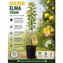 Mera Çiçekçilik Golden Elma Fidanı
