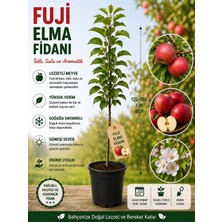Mera Çiçekçilik Fuji Elma Fidanı