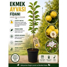 Mera Çiçekçilik Ekmek Ayvası Fidanı