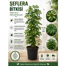 Mera Çiçekçilik Şeflera(Schefflera) 2 Gövdeli