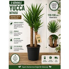 Mera Çiçekçilik Yucca 2 Gövdeli