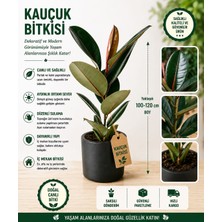Mera Çiçekçilik Kauçuk Bitkisi
