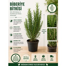 Mera Çiçekçilik Biberiye Bitkisi