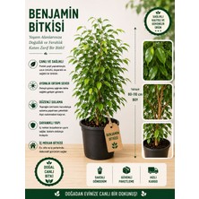 Mera Çiçekçilik Benjamin Bitkisi