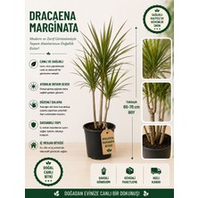 Mera Çiçekçilik Dracaena Marginata Bitkisi