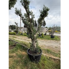 Bakımcı Global 17 Yıllık Zeytin Ağacı