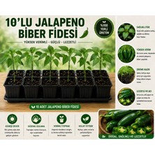 Mera Çiçekçilik Jalapeno Biber Fidesi 10 Adet