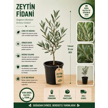 Mera Çiçekçilik Aşılı Zeytin Fidanı (15CM)
